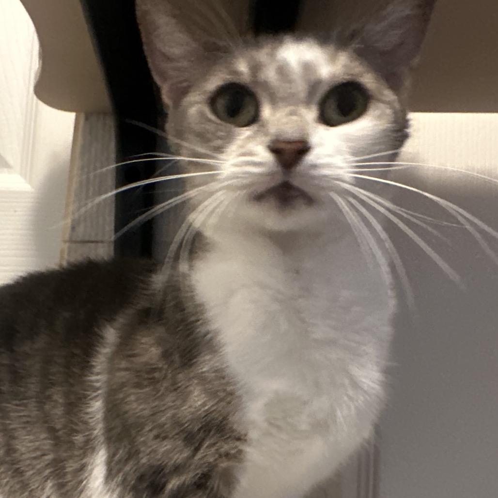 Enlarge Xena, a Adoptable Domestic Short Hair in Greenfield, IN image 3/4