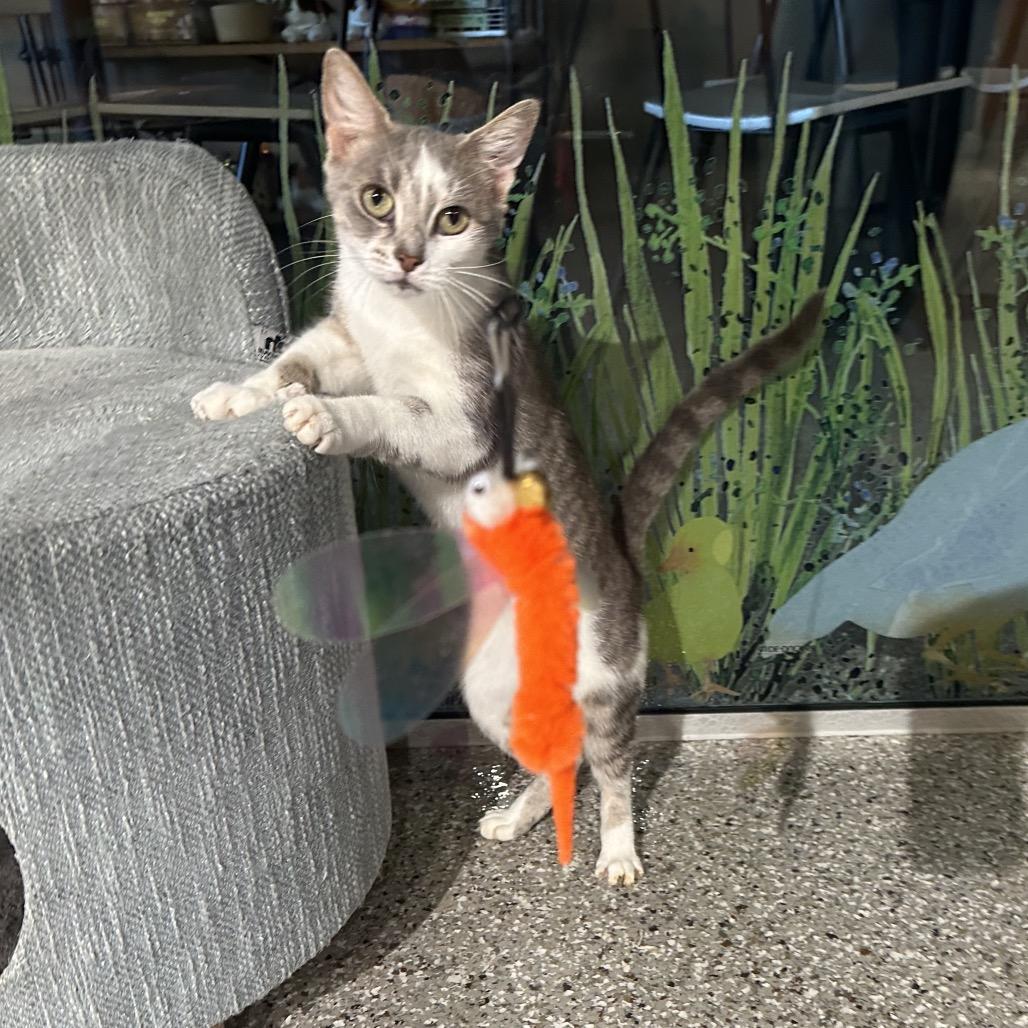 Enlarge Xena, a Adoptable Domestic Short Hair in Greenfield, IN image 4/4