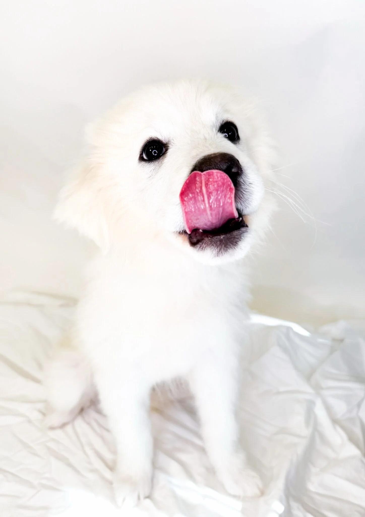 Icelyn, an adopted mixed breed in Bixby, OK image 3/4