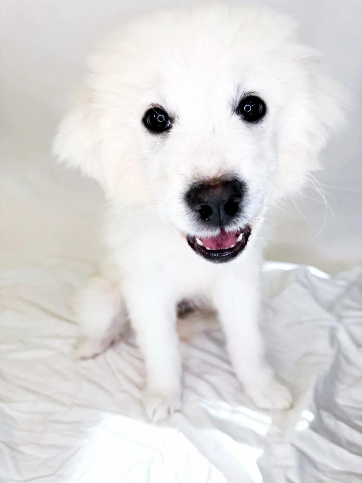 Icelyn, an adopted mixed breed in Bixby, OK image 2/4