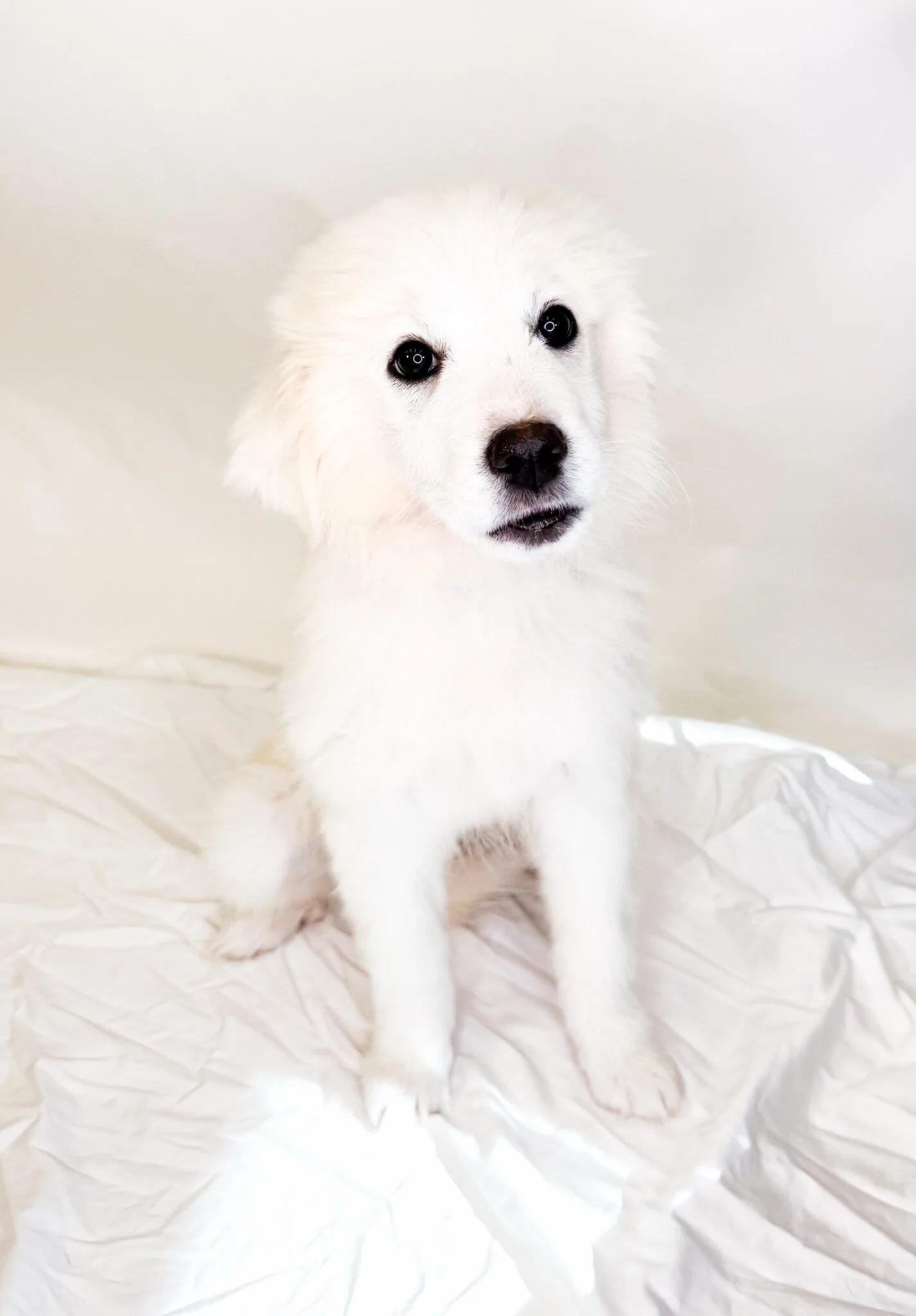 Icelyn, an adopted mixed breed in Bixby, OK image 4/4