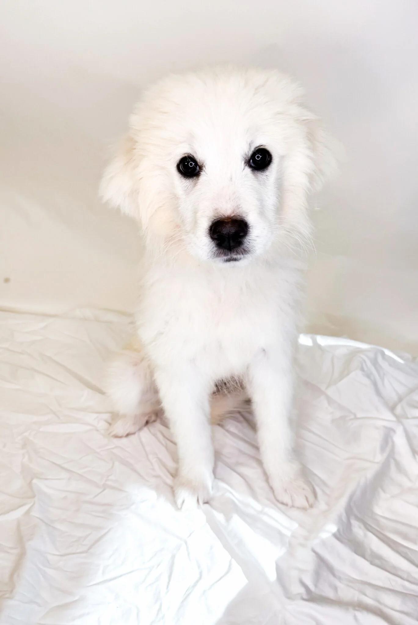 Icelyn, adopted, Puppy Female Great Pyrenees.