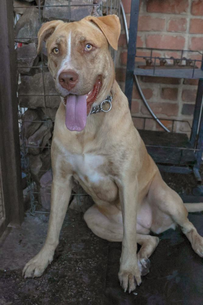 Enlarge Chanel, a Adoptable Labrador Retriever in TUCSON, AZ image 1/5