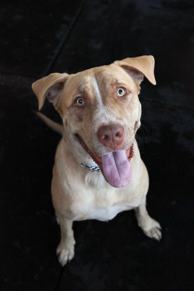 Enlarge Chanel, a Adoptable Labrador Retriever in TUCSON, AZ image 2/5
