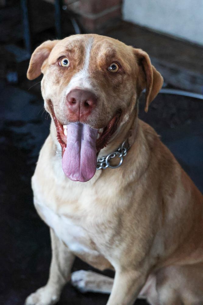 Enlarge Chanel, a Adoptable Labrador Retriever in TUCSON, AZ image 3/5