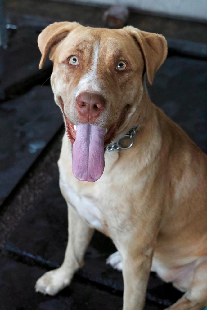 Enlarge Chanel, a Adoptable Labrador Retriever in TUCSON, AZ image 4/5