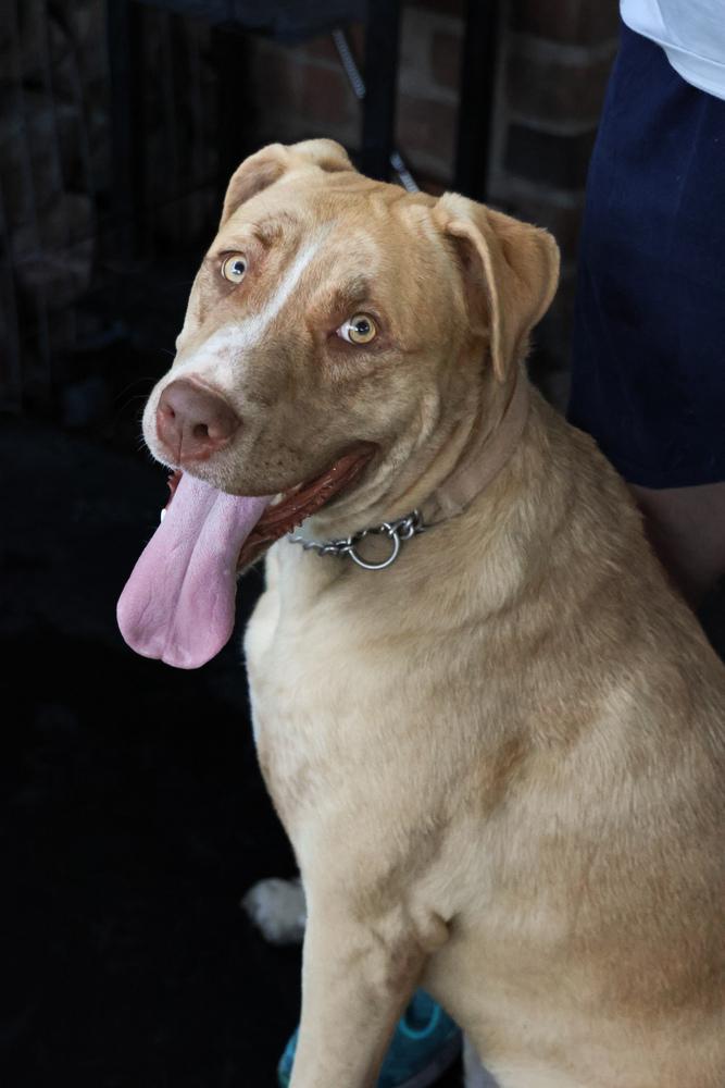 Enlarge Chanel, a Adoptable Labrador Retriever in TUCSON, AZ image 5/5