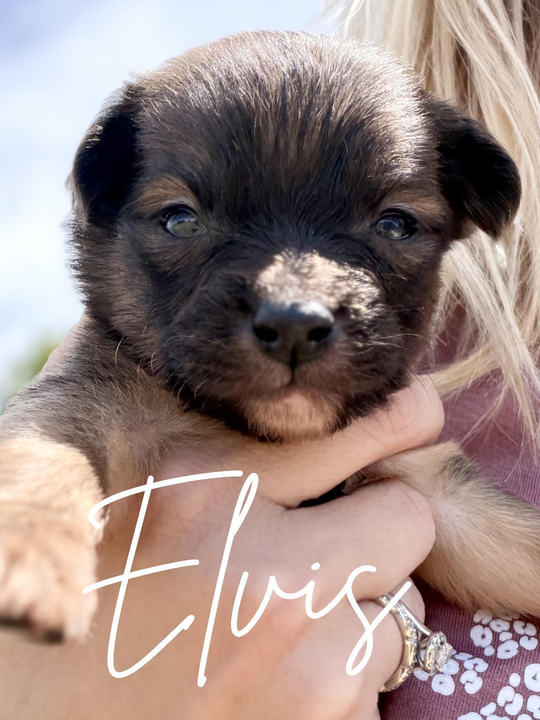 Enlarge Elvis, an adopted mixed breed in Herald, CA image 1/1