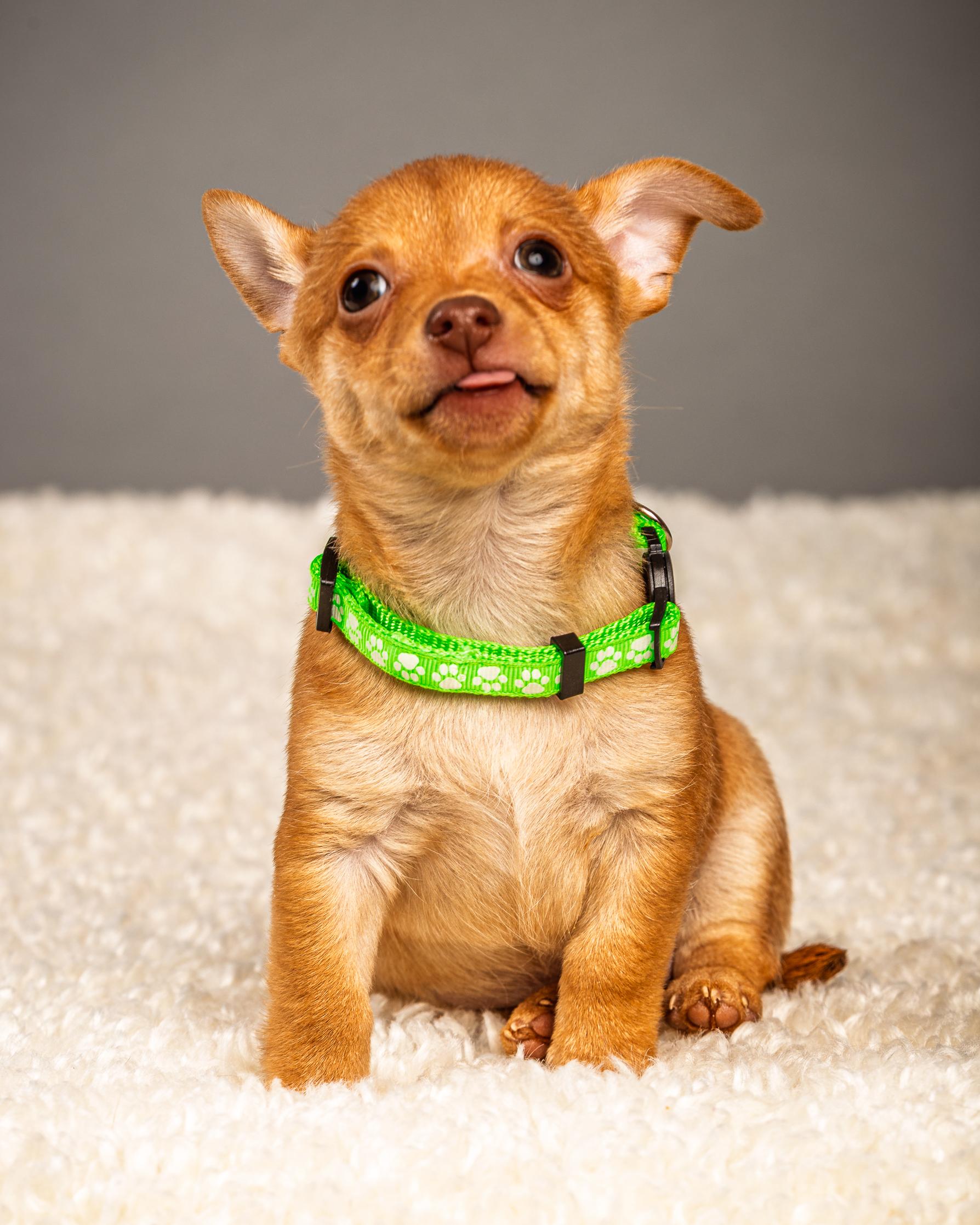 Enlarge Hermie - Puppy - Coming Late March, a ADOPTABLE Chihuahua in Plano, TX image 4/5