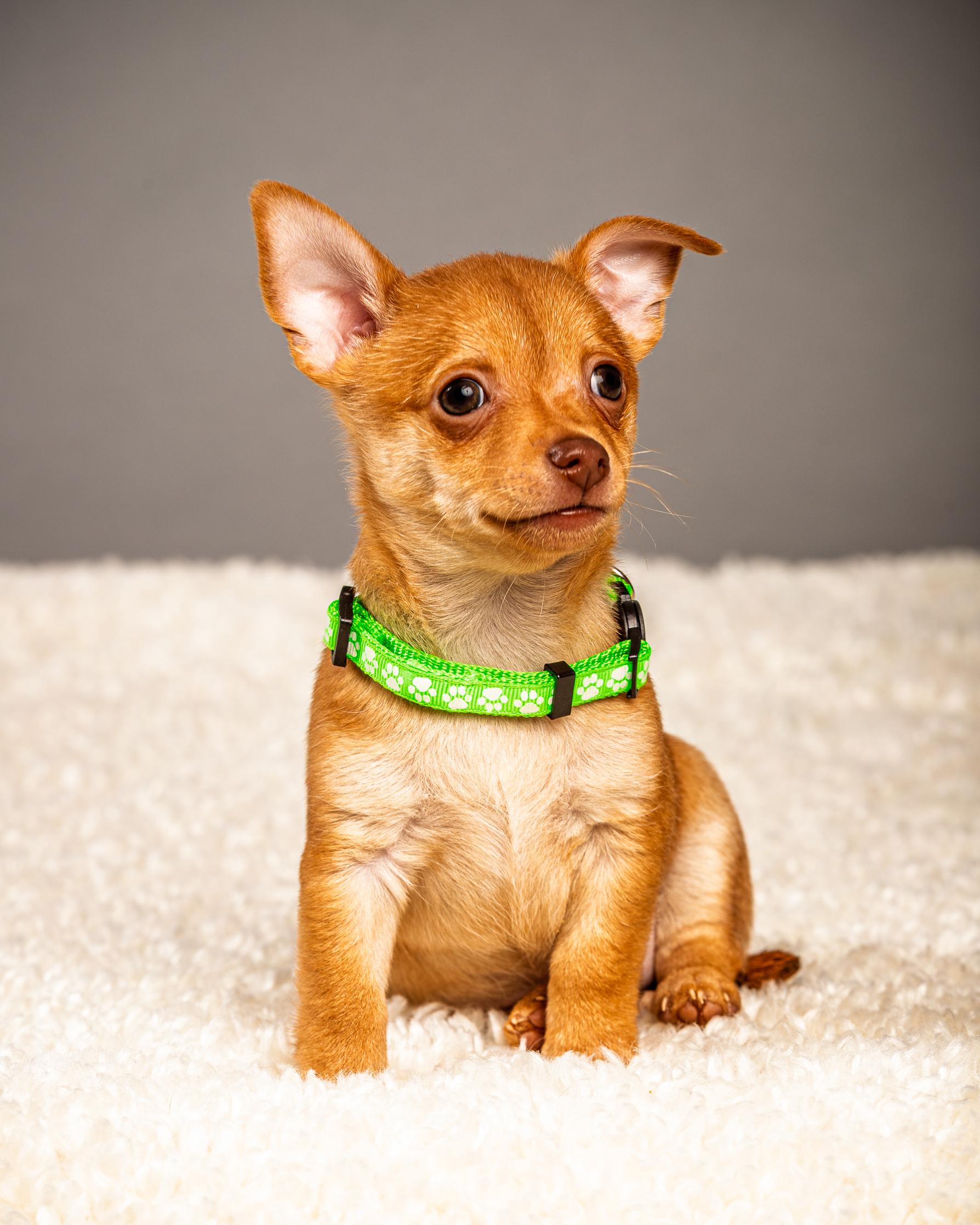 Enlarge Hermie - Puppy - Coming Late March, a ADOPTABLE Chihuahua in Plano, TX image 3/5