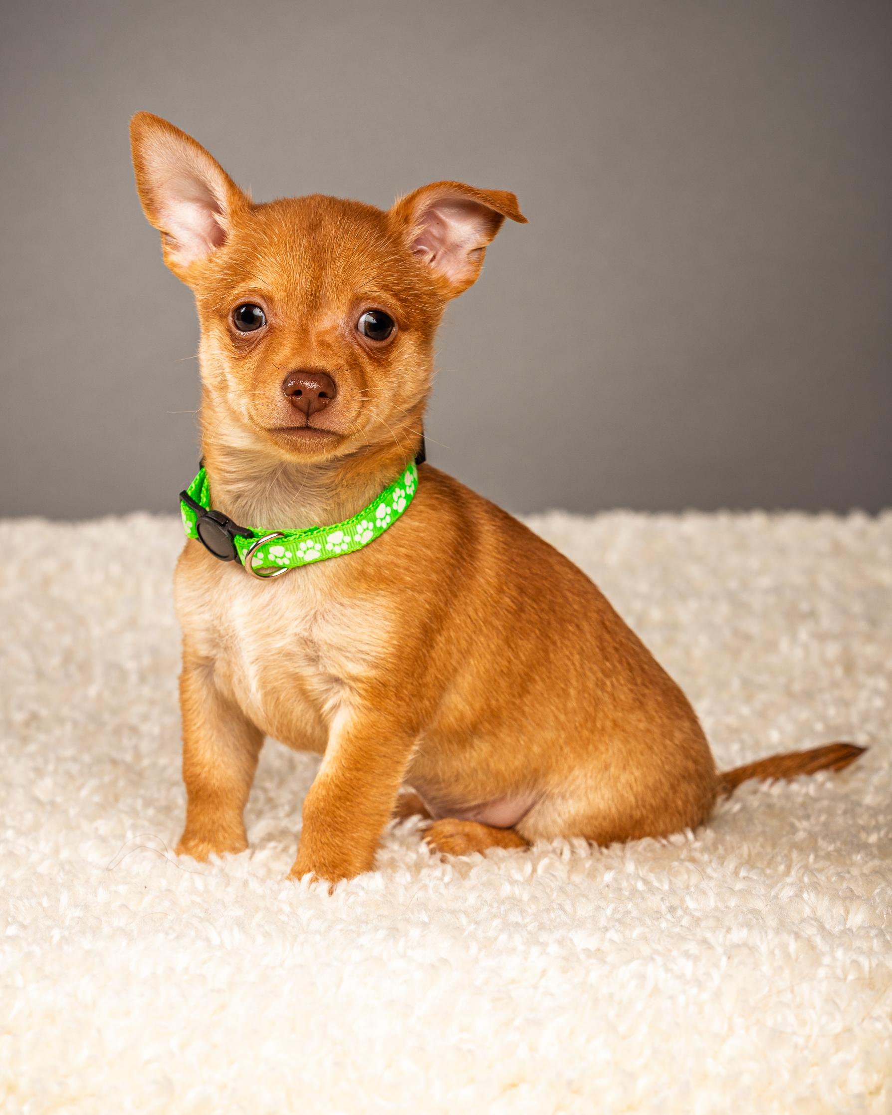 Hermie - Puppy - Coming Late March, ADOPTABLE, Puppy Male Chihuahua.