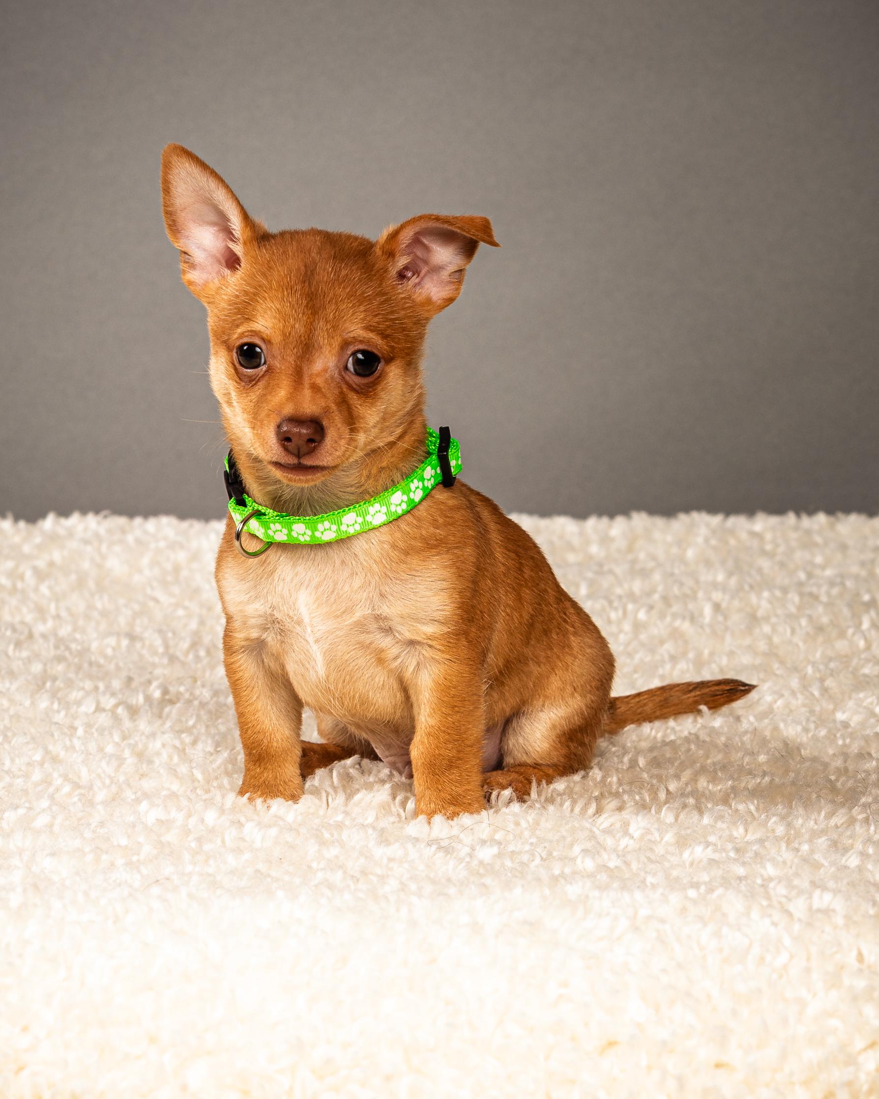 Enlarge Hermie - Puppy - Coming Late March, a ADOPTABLE Chihuahua in Plano, TX image 2/5
