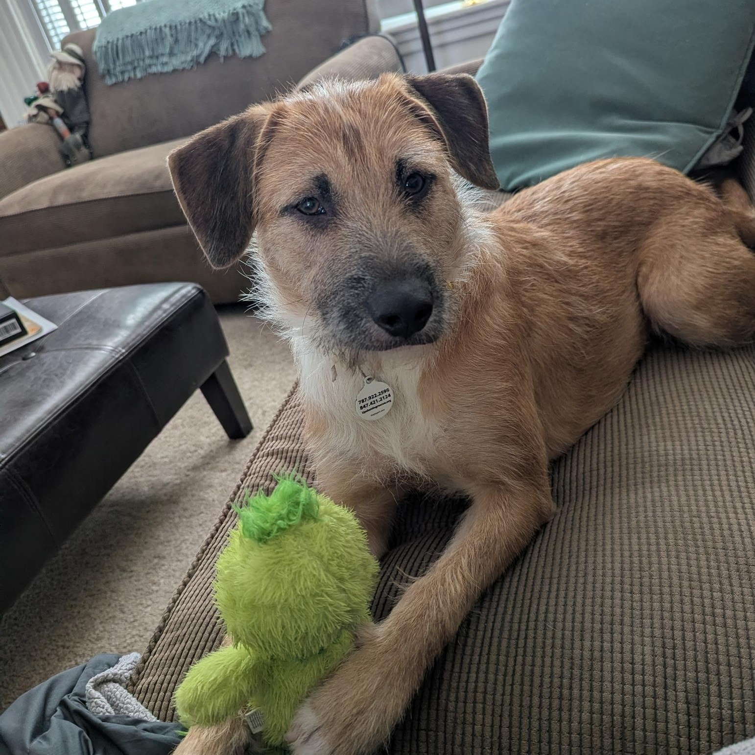 Enlarge Emmie: Zoomies, snuggles, and endless love, a Adoptable mixed breed in Blairstown , NJ image 3/6