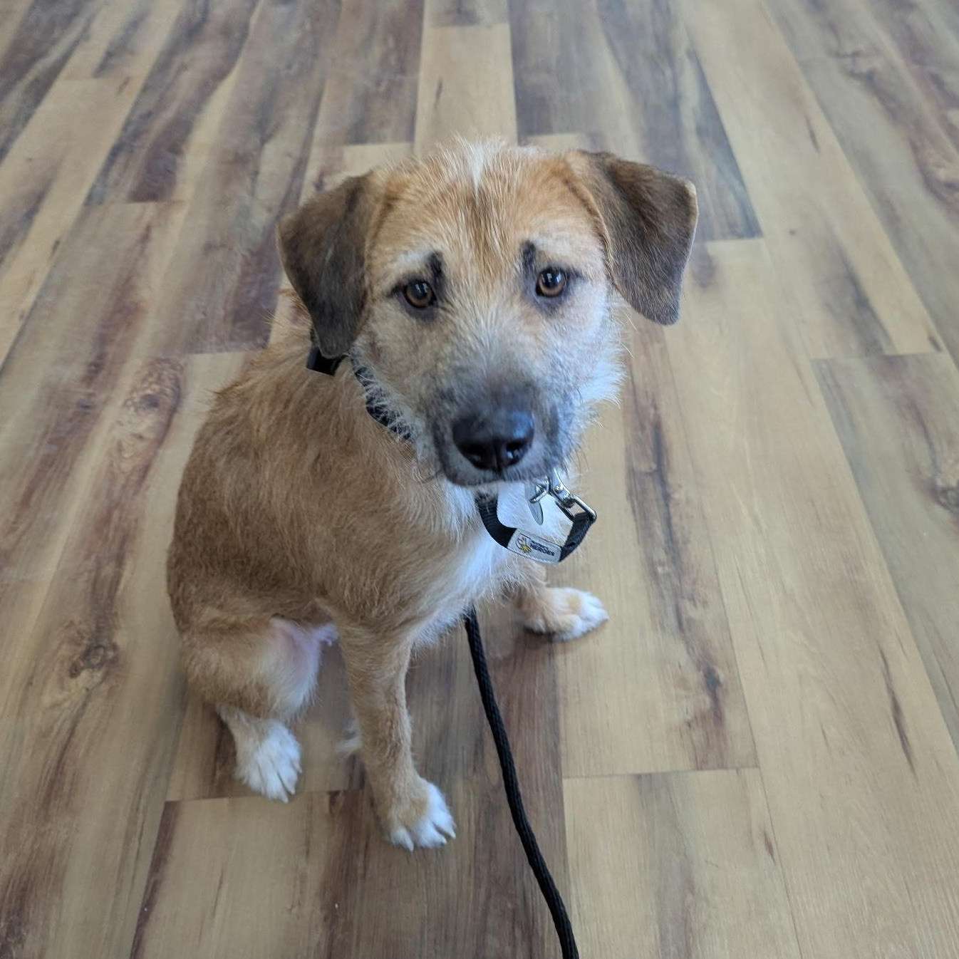 Enlarge Emmie: Zoomies, snuggles, and endless love, a Adoptable mixed breed in Blairstown , NJ image 1/6