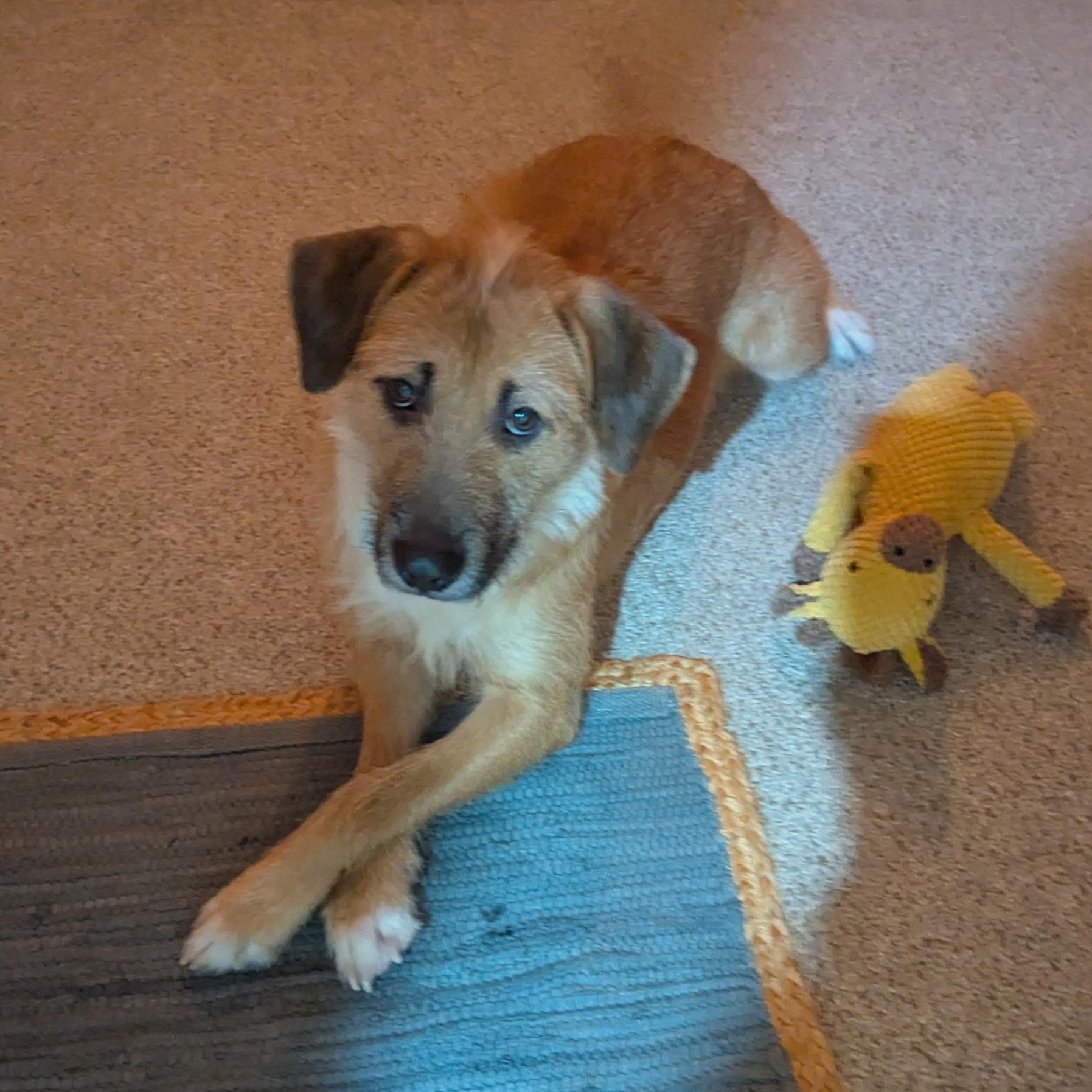 Enlarge Emmie: Zoomies, snuggles, and endless love, a Adoptable mixed breed in Blairstown , NJ image 4/6