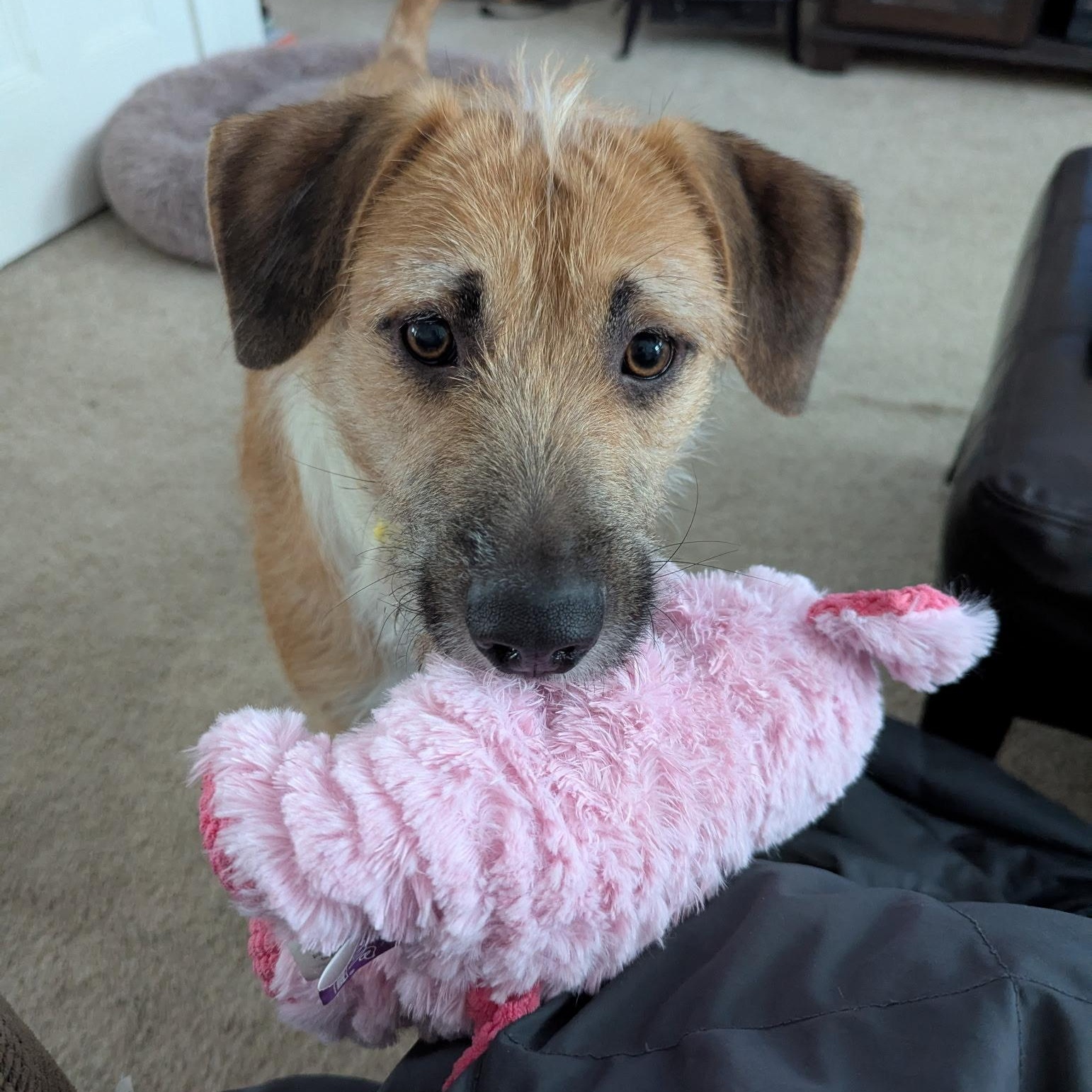 Enlarge Emmie: Zoomies, snuggles, and endless love, a Adoptable mixed breed in Blairstown , NJ image 2/6