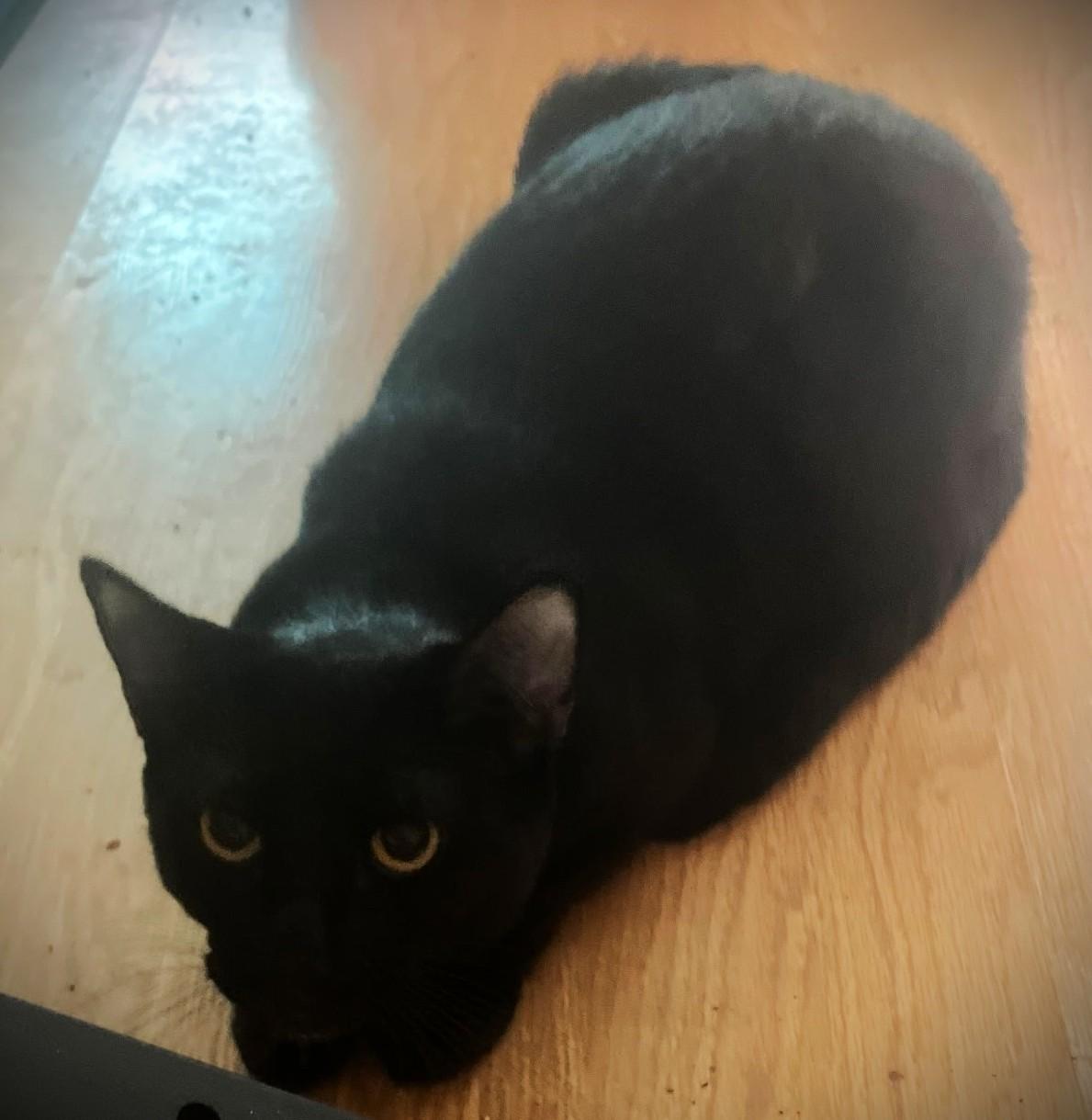 Enlarge Elvira, a ADOPTABLE Domestic Short Hair in Chico, CA image 1/1