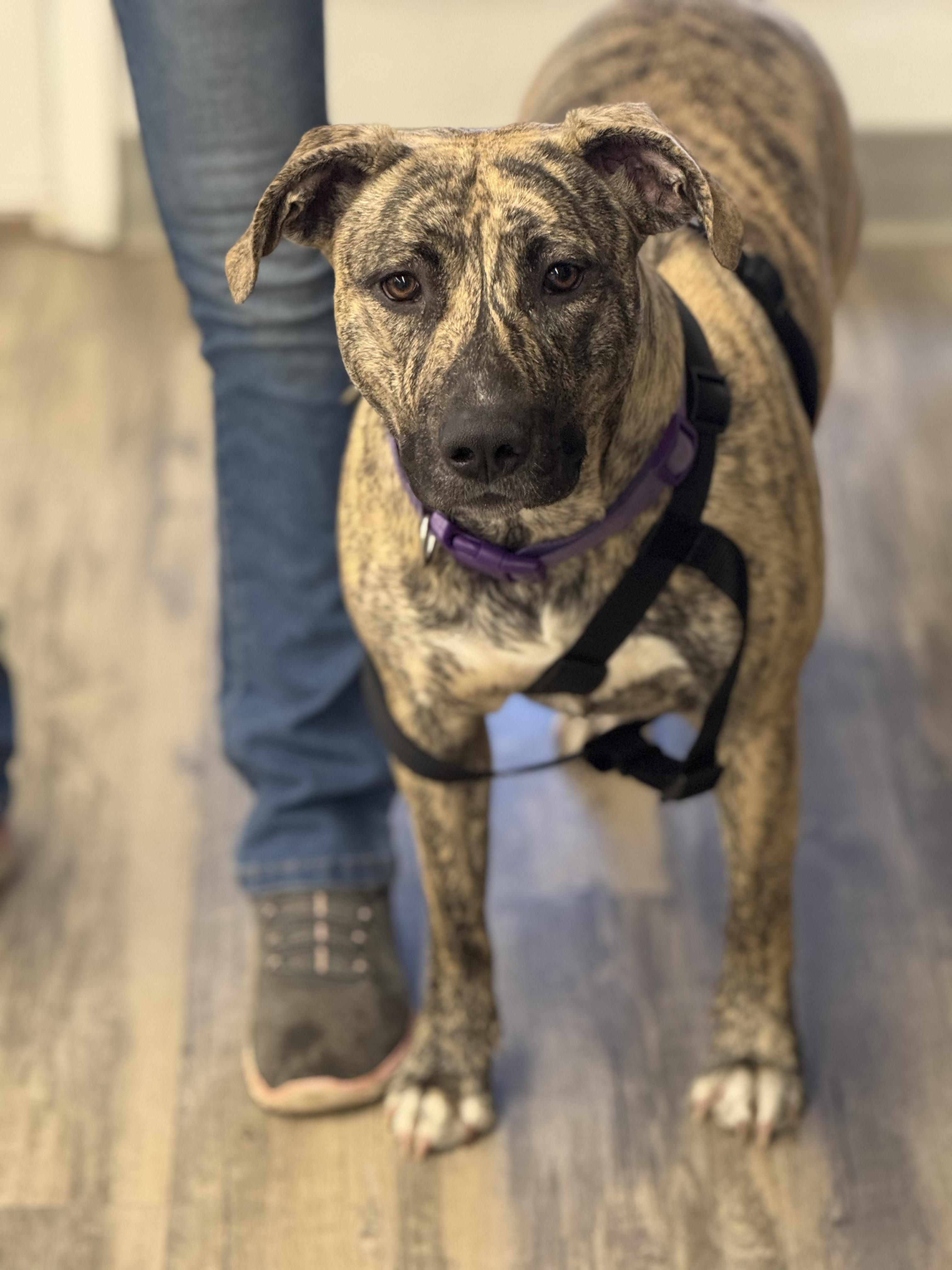 Lakota — thumbnail 2