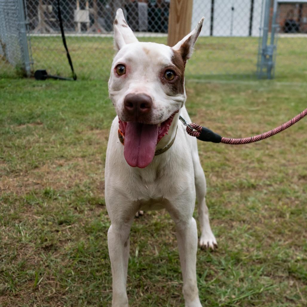 Enlarge Dove, a Adoptable Mixed Breed in Donalsonville, GA image 1/5