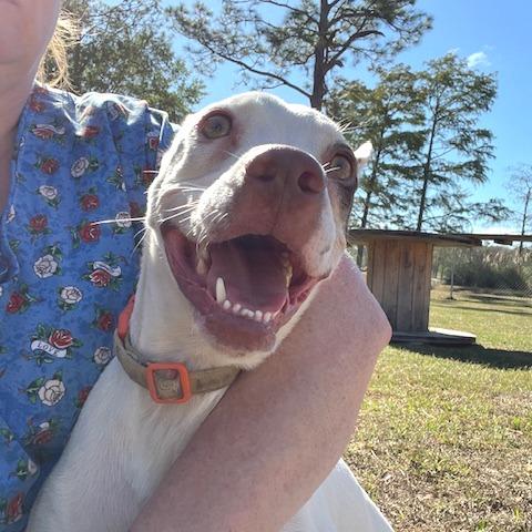Enlarge Dove, a Adoptable Mixed Breed in Donalsonville, GA image 2/5