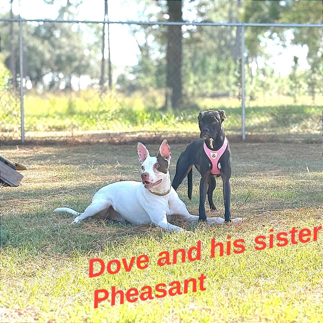 Enlarge Dove, a Adoptable Mixed Breed in Donalsonville, GA image 3/5