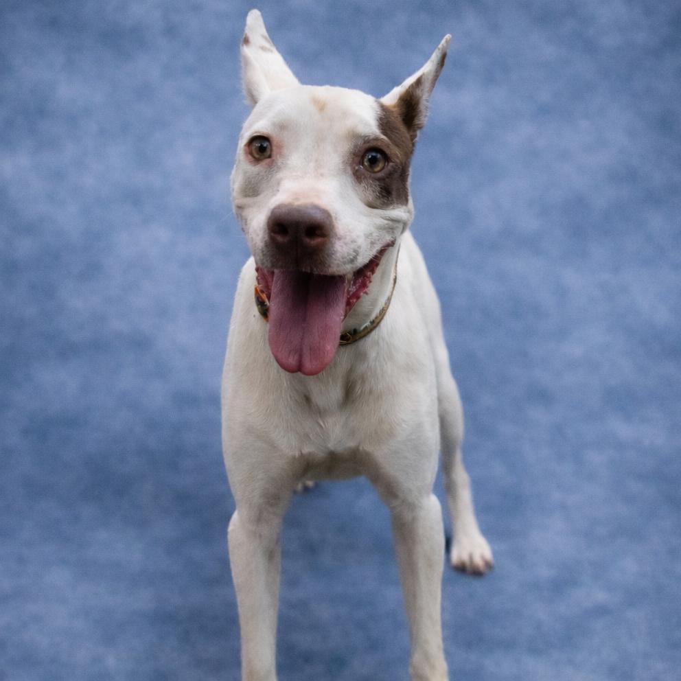 Enlarge Dove, a Adoptable Mixed Breed in Donalsonville, GA image 4/6