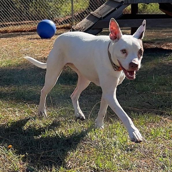 Enlarge Dove, a Adoptable Mixed Breed in Donalsonville, GA image 5/5