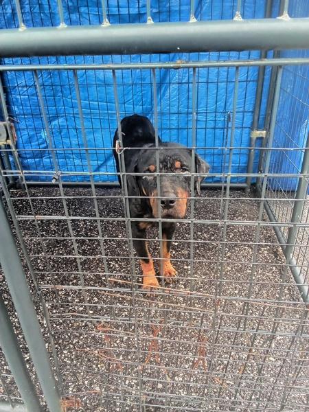 Suki, Adoptable, Adult Female Rottweiler.