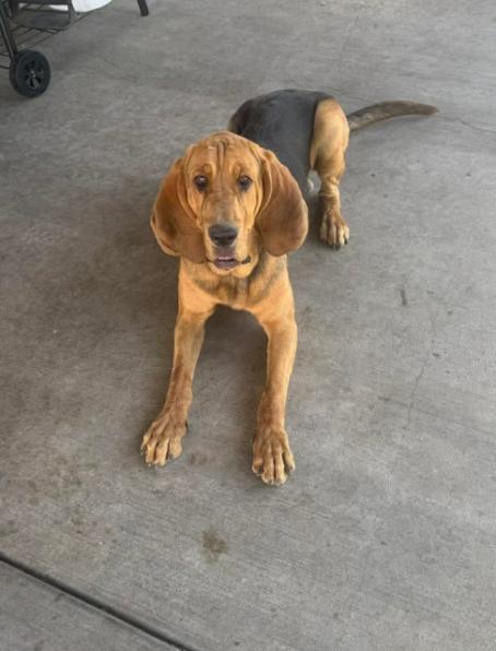 Mr Feeny aka Bubba, ADOPTABLE, Young Male Bloodhound.
