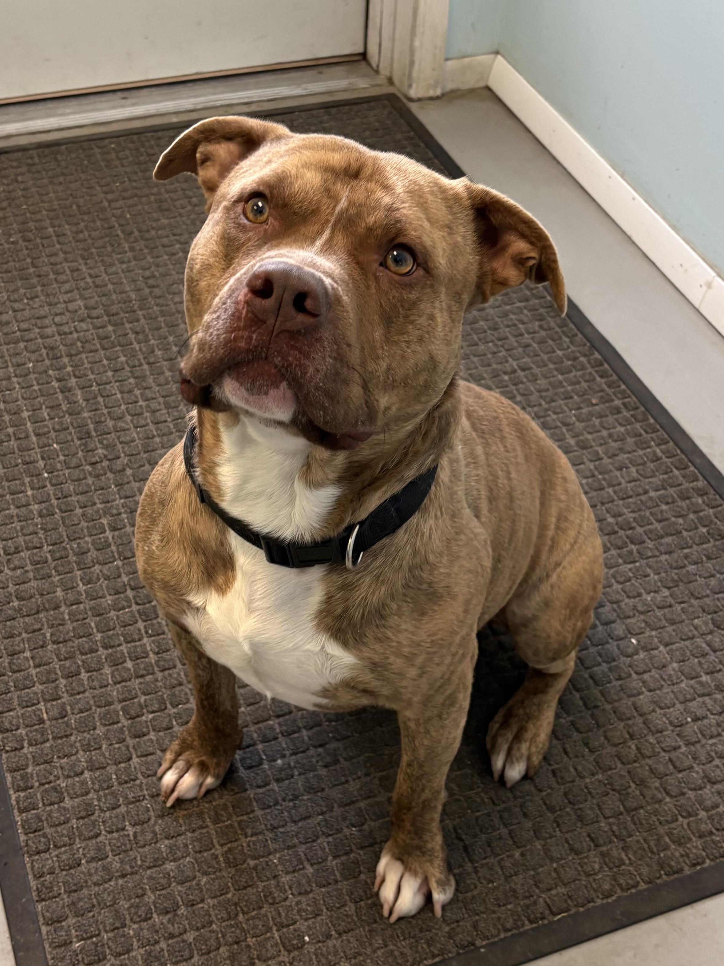 Enlarge Tarik , a ADOPTABLE Pit Bull Terrier in Big Rapids, MI image 1/3