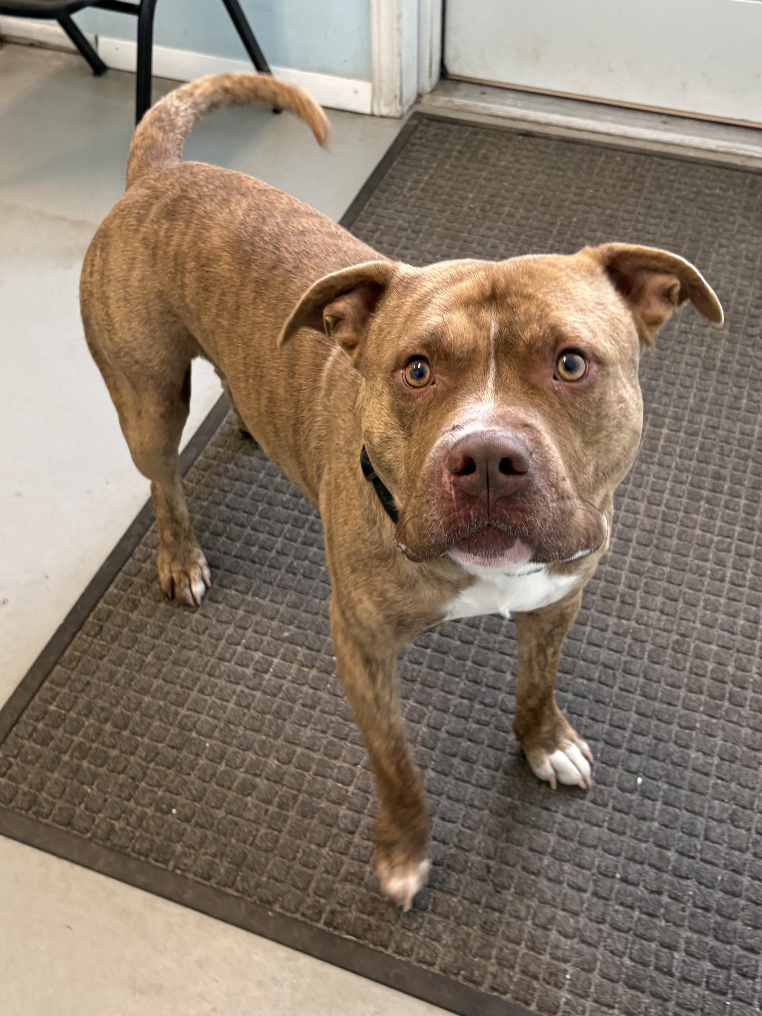 Enlarge Tarik , a ADOPTABLE Pit Bull Terrier in Big Rapids, MI image 3/3