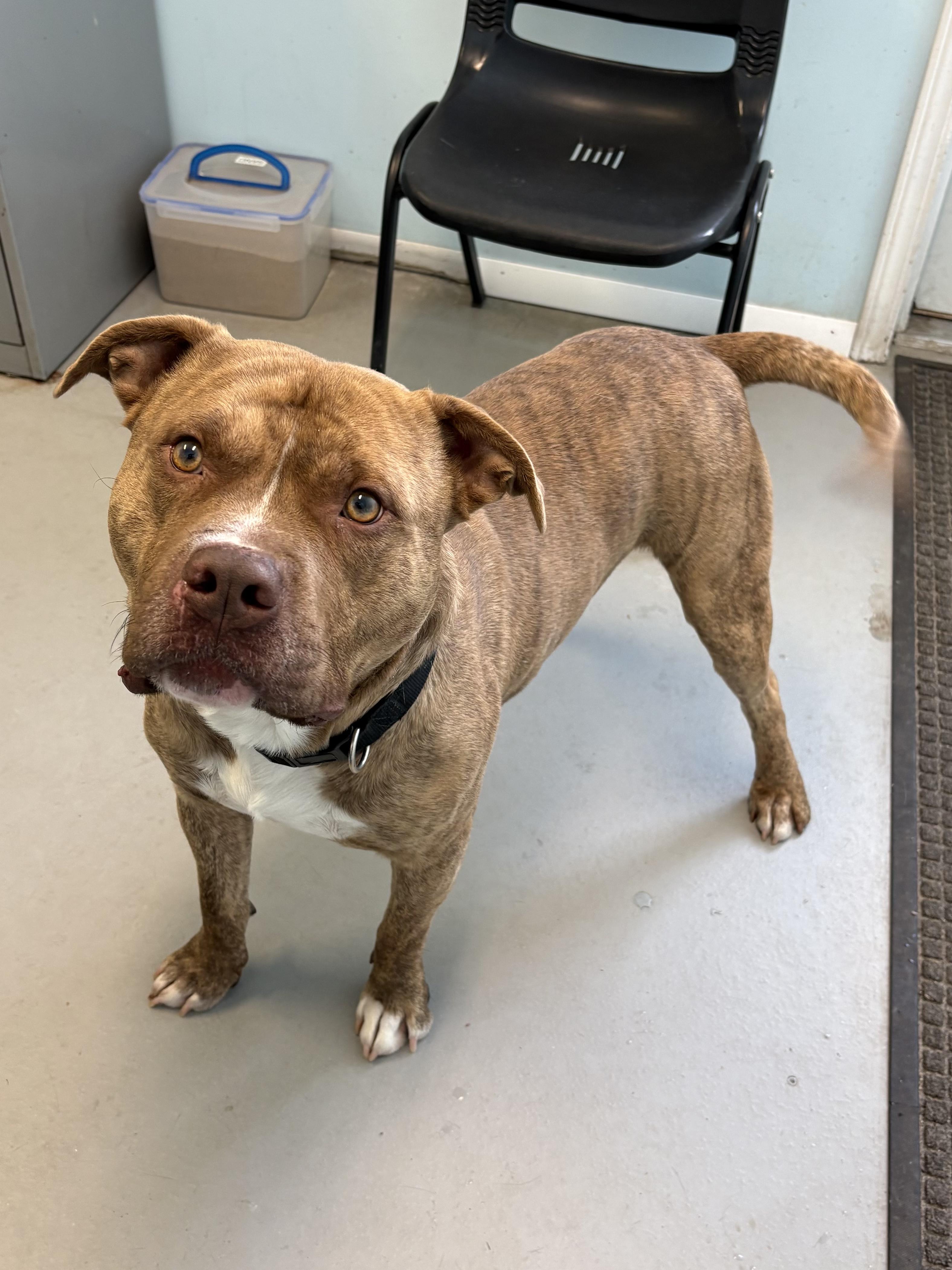 Enlarge Tarik , a ADOPTABLE Pit Bull Terrier in Big Rapids, MI image 2/3