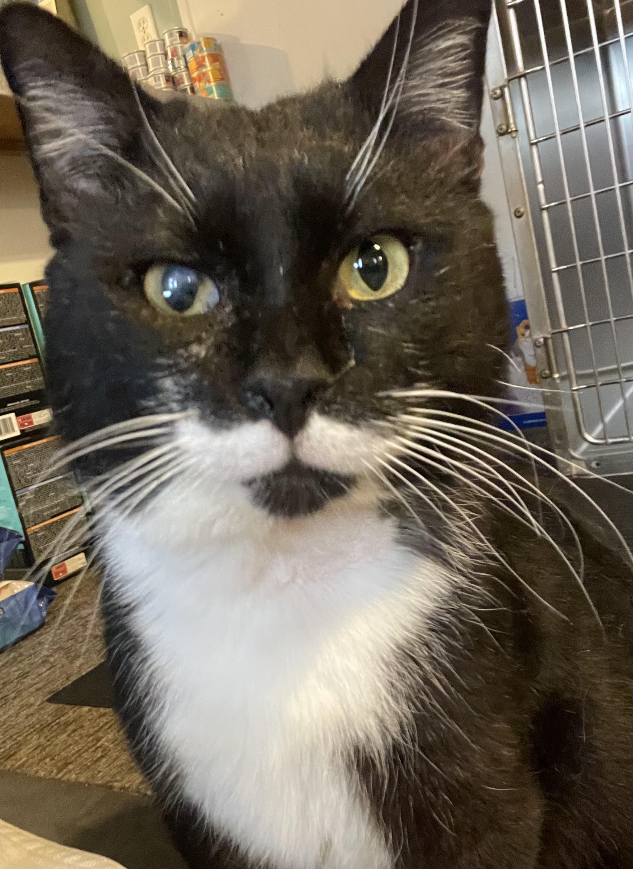 Enlarge Big Mac, a Adoptable Domestic Short Hair in Watonga, OK image 1/1