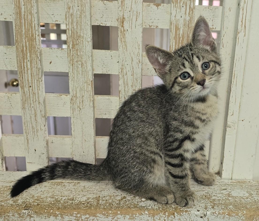 Enlarge Frisco, a Adoptable Domestic Short Hair in Guelph, ON image 1/1