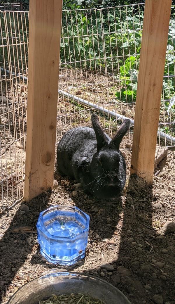 Cross Posting - Rhunin, Adoptable, Adult Female American.