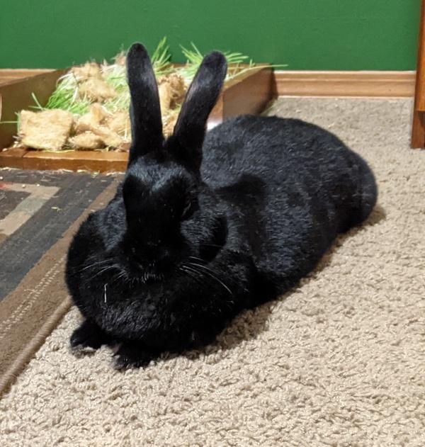 Cross Posting - Rhunin, a Adoptable mixed breed in Silverdale, WA image 2/4