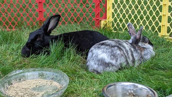 Cross Posting - Rhunin, a Adoptable mixed breed in Silverdale, WA image 3/4