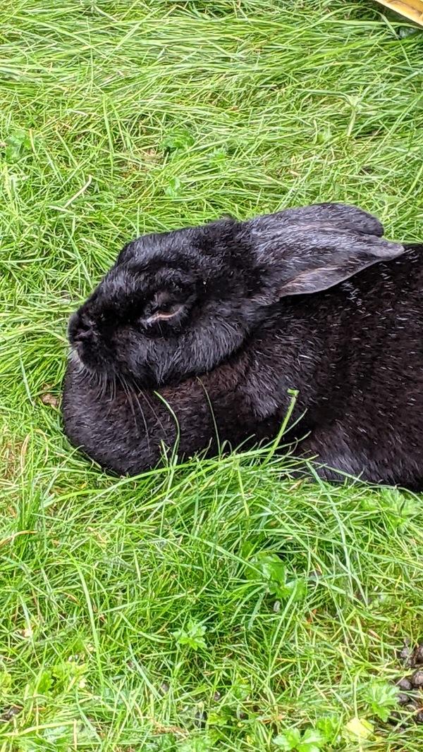 Cross Posting - Rhunin, a Adoptable mixed breed in Silverdale, WA image 4/4