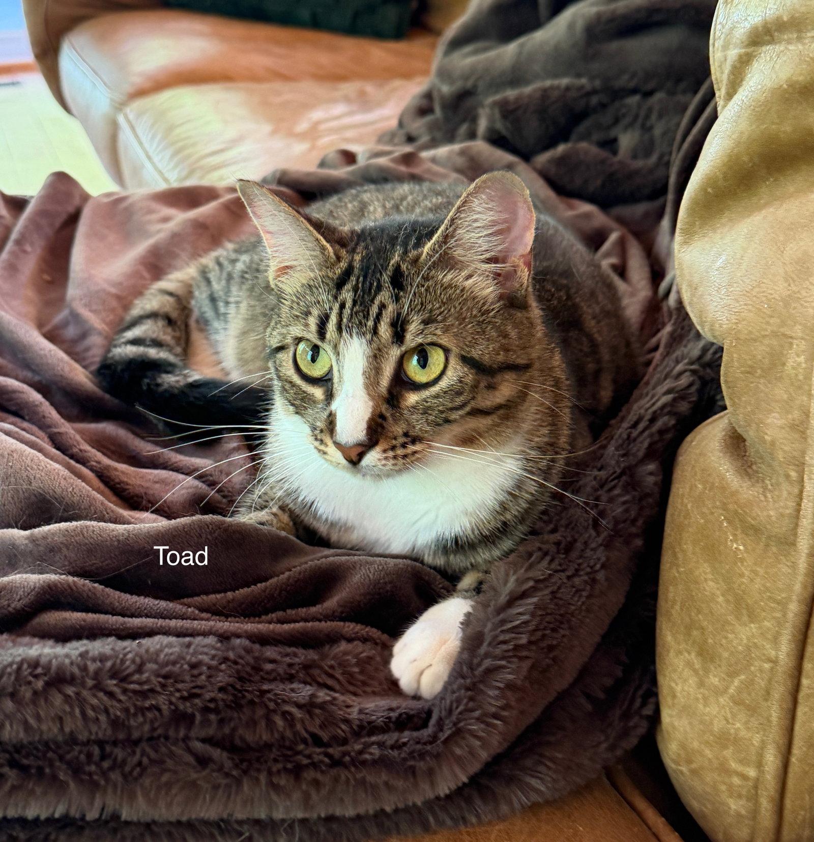 Toad, Adoptable, Young Female Tabby.