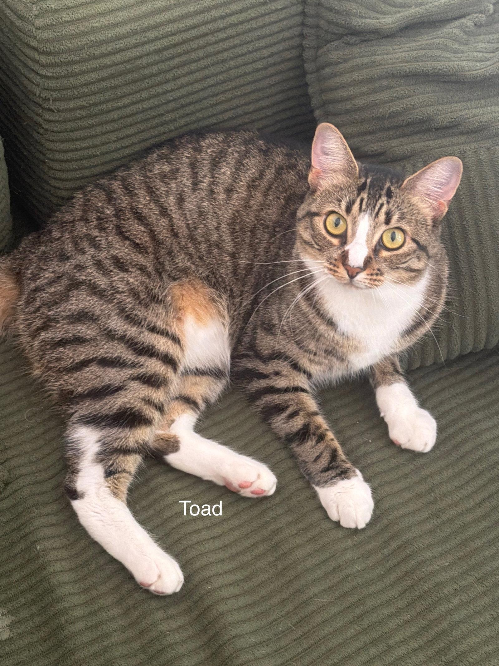 Enlarge Toad, a Adoptable Tabby in Orleans, ON image 2/2