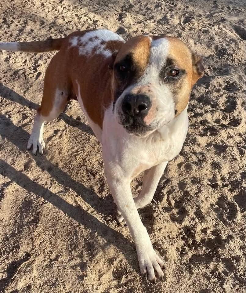 Sapphire, a Adoptable mixed breed in Marianna, FL image 1/2