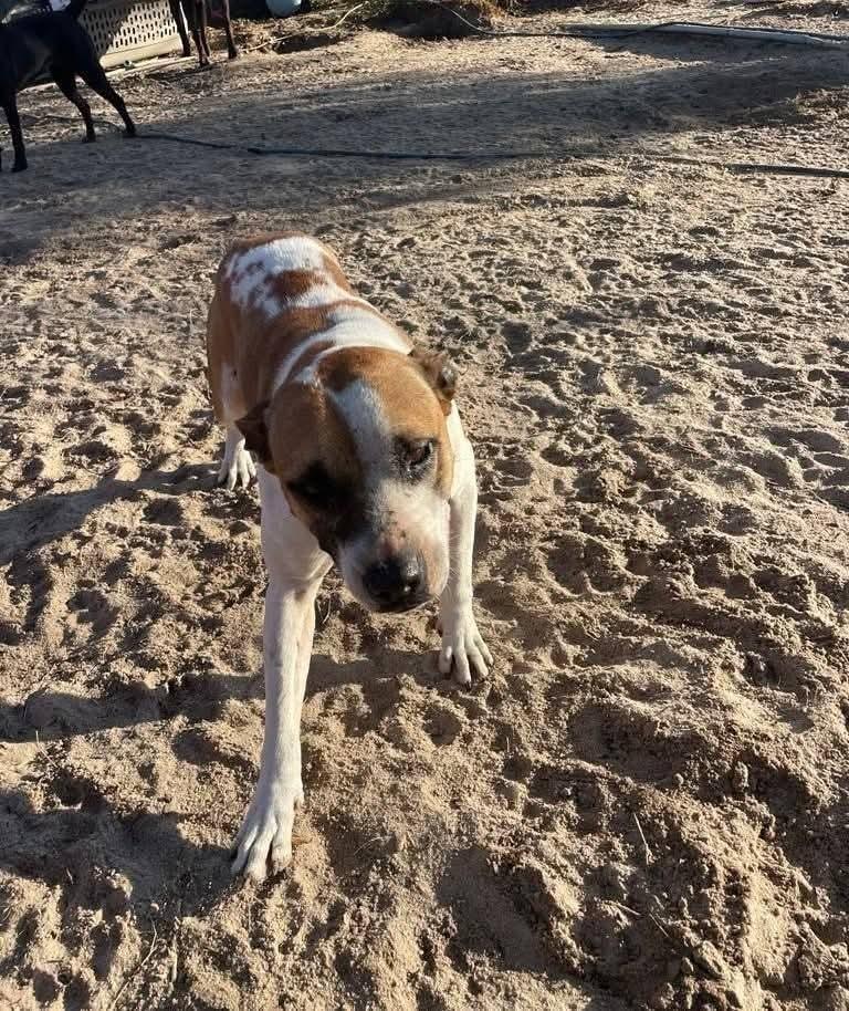 Sapphire, a Adoptable mixed breed in Marianna, FL image 2/2