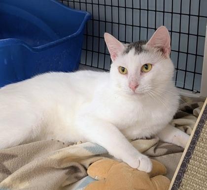 Enlarge Gravy, a ADOPTABLE Domestic Short Hair in Neenah, WI image 1/1