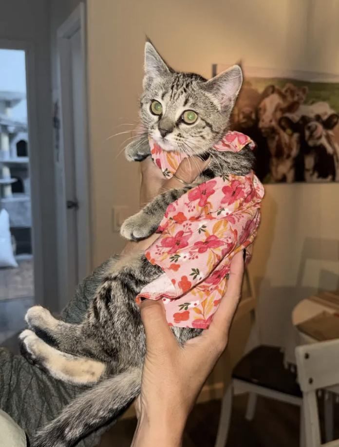 Enlarge Cowbell, an adopted Domestic Short Hair in San Luis Obispo, CA image 3/4