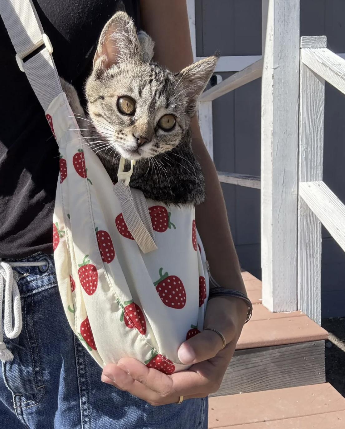 Enlarge Cowbell, an adopted Domestic Short Hair in San Luis Obispo, CA image 2/4