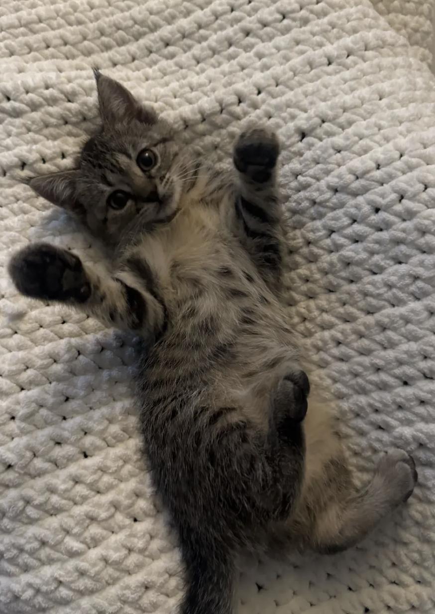 Enlarge Cowbell, an adopted Domestic Short Hair in San Luis Obispo, CA image 1/4