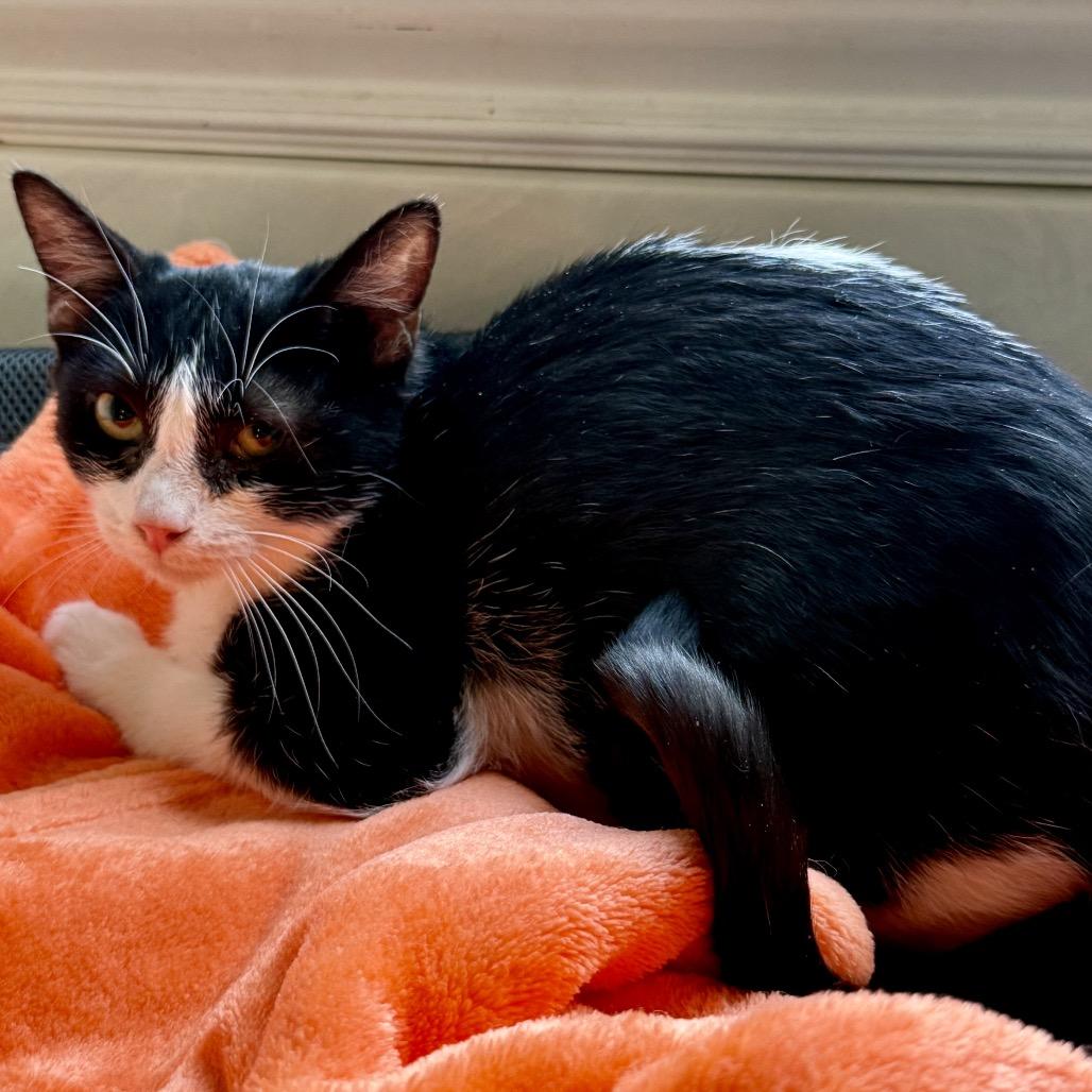 Flea, Adoptable, Young Female Domestic Short Hair.