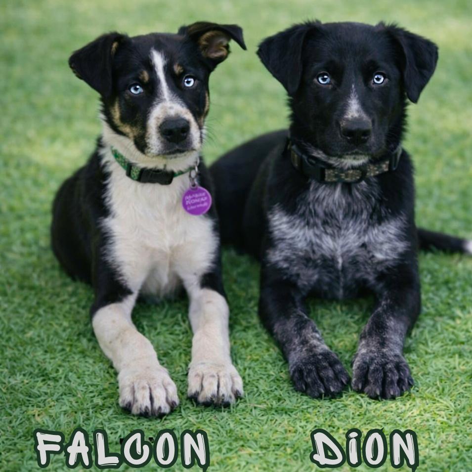 Enlarge Falcon, a Adoptable mixed breed in Phoenix, AZ image 1/1