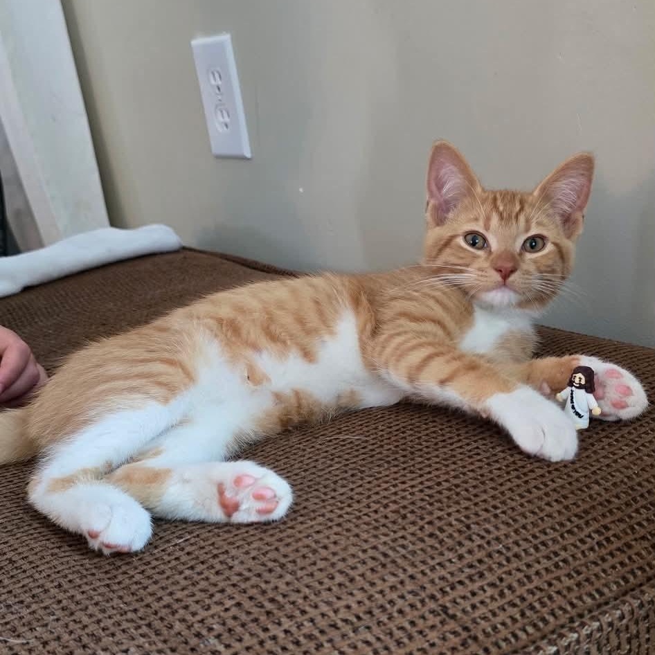 Marlin, adopted, Kitten Male Domestic Short Hair.