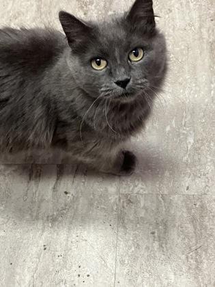 Enlarge Tuna, a Adoptable mixed breed in Fergus Falls, MN image 1/3